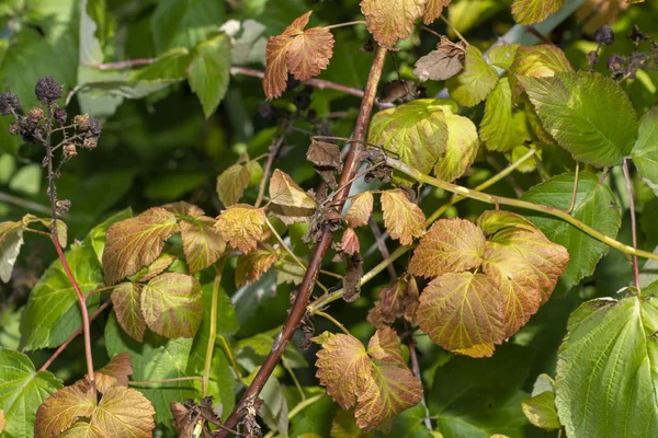 Sjukliga blad på ruttna svarta vinbär. Skydd agai — Stockfoto