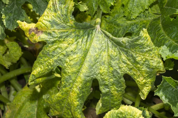 Groen blad van pompoen close-up met ziekte en rot. Macro, achteruit. — Stockfoto
