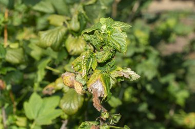 Bozuk kuşüzümü lekeleri içinde hastalıklı yapraklar. Agora Koruması