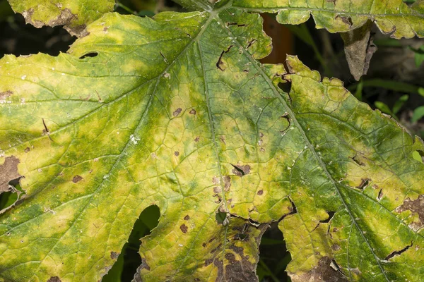 Foglia verde di zucca primo piano con malattia e marciume. Macro, dorso — Foto Stock