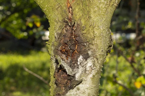 sick leaves and peach fruits in the garden on a tree close-up ma