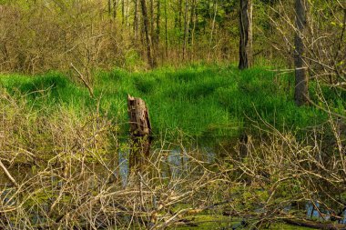 Orman ve sulak alan başına yeşil yukarı bahar Twinsburg Ohio