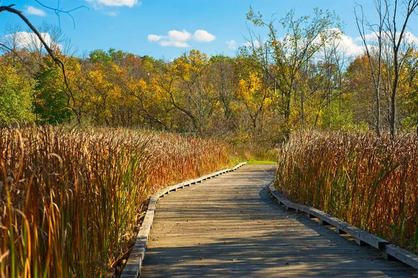 Sentier Promenade Serpente Travers Hautes Herbes Dans Une Prairie Automne Photo De Stock