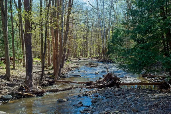 Creek på våren — Stockfoto