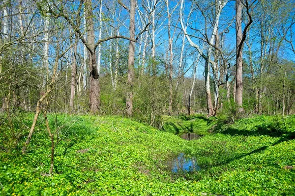 Våtmark på våren — Stockfoto