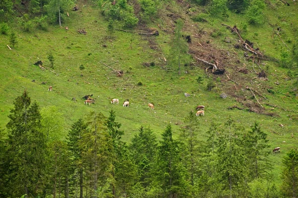 Коровы пасутся на склоне холма — стоковое фото