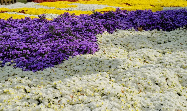 Bed of mums — Stock Photo, Image