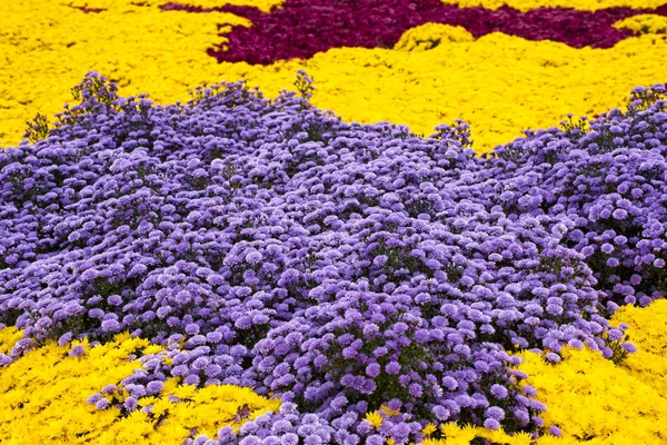 Mamme viola e gialle — Foto Stock