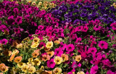 Bir bahçe yatağında büyüyen çeşitli renkli petunyaların yakın plan çekimi; ön tarafa odaklan