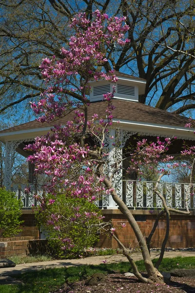 Magnolia Strom Kvete Před Staromódní Maloměstský Altán — Stock fotografie