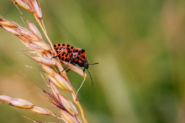 red beetle on grass stalk with green blurred background
