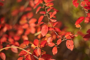 Sonbahar yaprakları ve güzel doğa bokeh arka plan ile orman zemin. Yan görünüm
