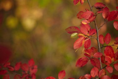Sonbahar yaprakları ve güzel doğa bokeh arka plan ile orman zemin. Yan görünüm