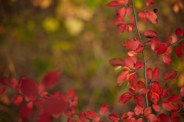 Sonbahar yaprakları ve güzel doğa bokeh arka plan ile orman zemin. Yan görünüm