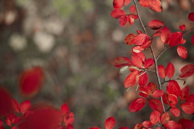 Sonbahar yaprakları ve güzel doğa bokeh arka plan ile orman zemin. Yan görünüm