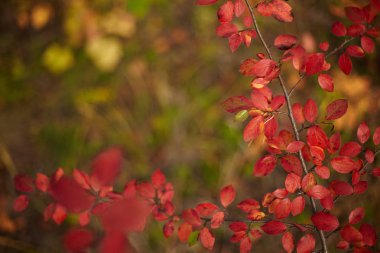 Sonbahar yaprakları ve güzel doğa bokeh arka plan ile orman zemin. Yan görünüm