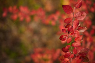 Sonbahar yaprakları ve güzel doğa bokeh arka plan ile orman zemin. Yan görünüm