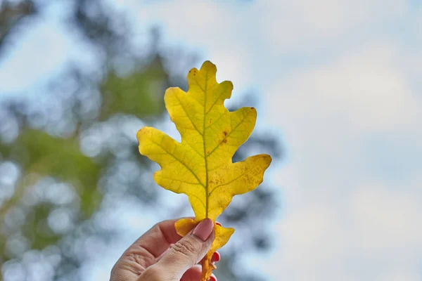 Oak leaf in hand against the background of a light sky. Bottom view