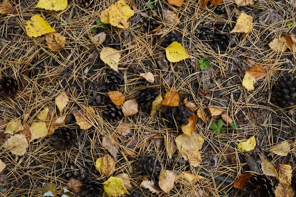 Draufsicht Hintergrund Der Erdoberfläche Einem Park Mit Gelben Blättern Tannenzapfen — Stockfoto