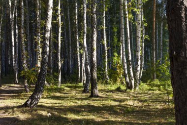 Güneş ışınlarının karışık huş ağacı ve çam ormanı. Kontrast gölgeler ve ışık.