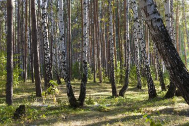 Güneş ışınlarının karışık huş ağacı ve çam ormanı. Kontrast gölgeler ve ışık.