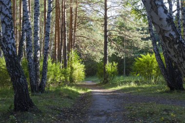 Güneş ışınlarının karışık huş ağacı ve çam ormanı. Kontrast gölgeler ve ışık.