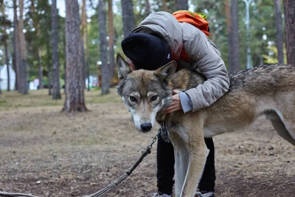 Huis Wolf Het Park Bonte Magere Wolf Een Ketting Het — Stockfoto