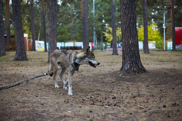 Home wolf in the park. Motley skinny wolf on a chain in the park.