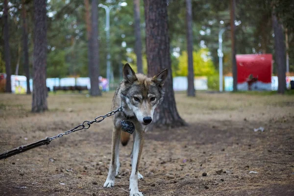 Home wolf in the park. Motley skinny wolf on a chain in the park.