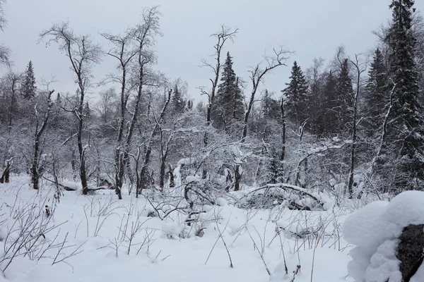 Bosque Invierno Hadas Parque Nacional Zyuratkul Invierno Nevado Paisaje Del —  Fotos de Stock