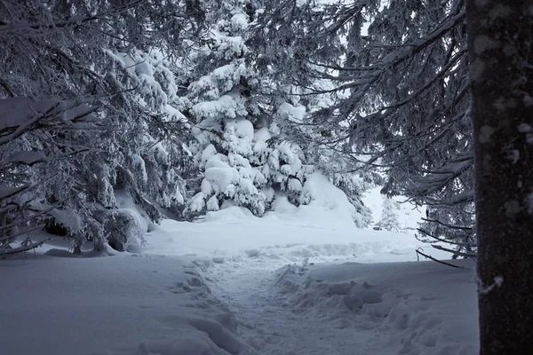 Bosque Invierno Hadas Parque Nacional Zyuratkul Invierno Nevado Paisaje Del —  Fotos de Stock