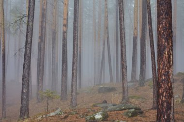 Urallar'da ilkbaharda sisli orman.