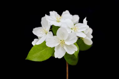 Siyah arka planda çiçek açan bir elma ağacının dalı.