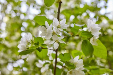 Çiçek açan elma ağacının dalı.