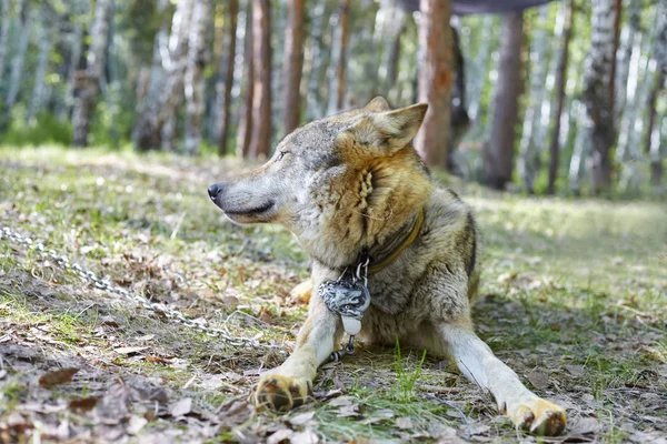 Szary wilk w parku. — Zdjęcie stockowe
