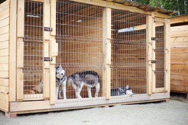 Sibirya Husky ile köpek kulübesi.