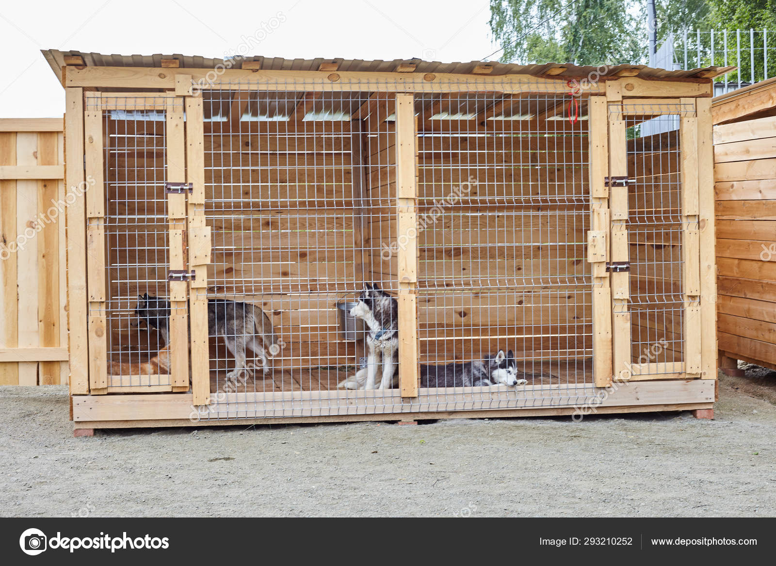 husky dog shelter