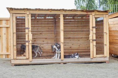Sibirya Husky ile köpek kulübesi.