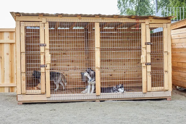 Dog kennel with Siberian Husky.