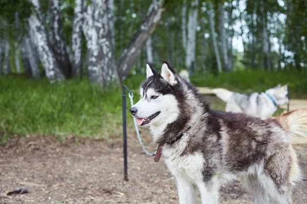 Dog kennel with Siberian Husky.