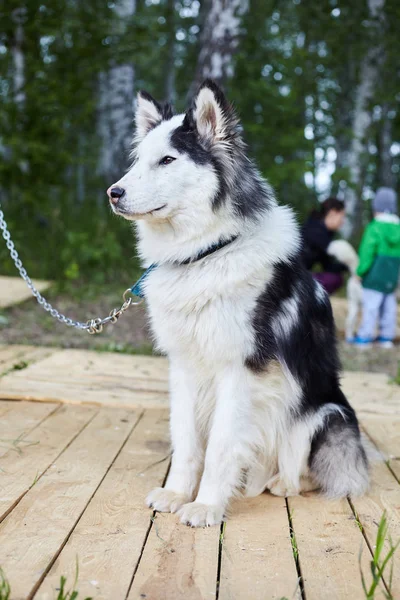 Honden kennel met Siberische Husky. — Stockfoto