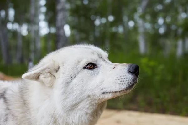 Dog kennel with Siberian Husky.