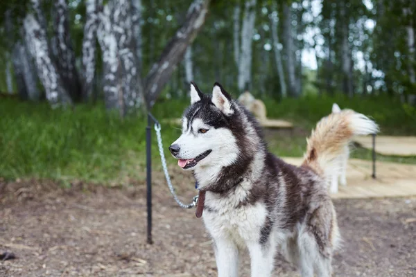 Canil de cão com Husky siberiano . — Fotografia de Stock