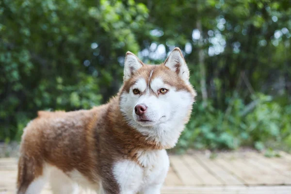 シベリアハスキーの犬小屋. — ストック写真