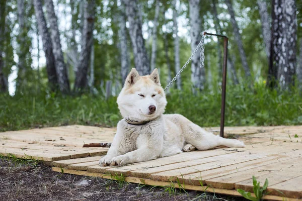 Dog kennel with Siberian Husky.