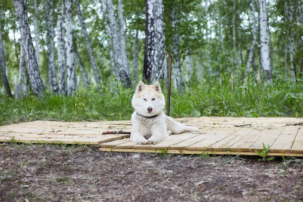 Dog kennel with Siberian Husky.