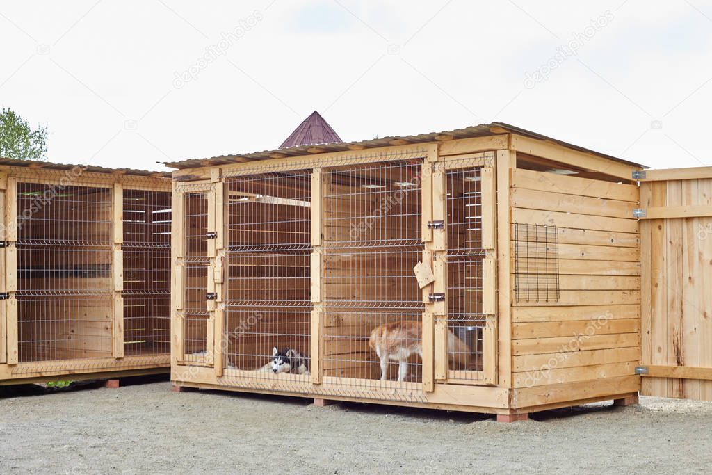 Dog kennel with Siberian Husky.