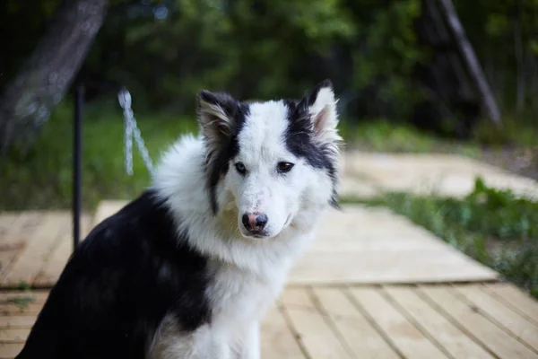 Hodowla psów z syberyjskim Husky. — Zdjęcie stockowe