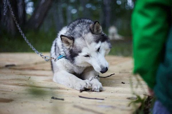 Honden kennel met Siberische Husky. — Stockfoto