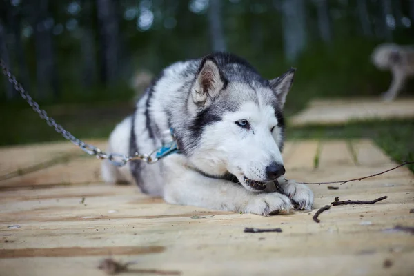 Dog kennel with Siberian Husky.